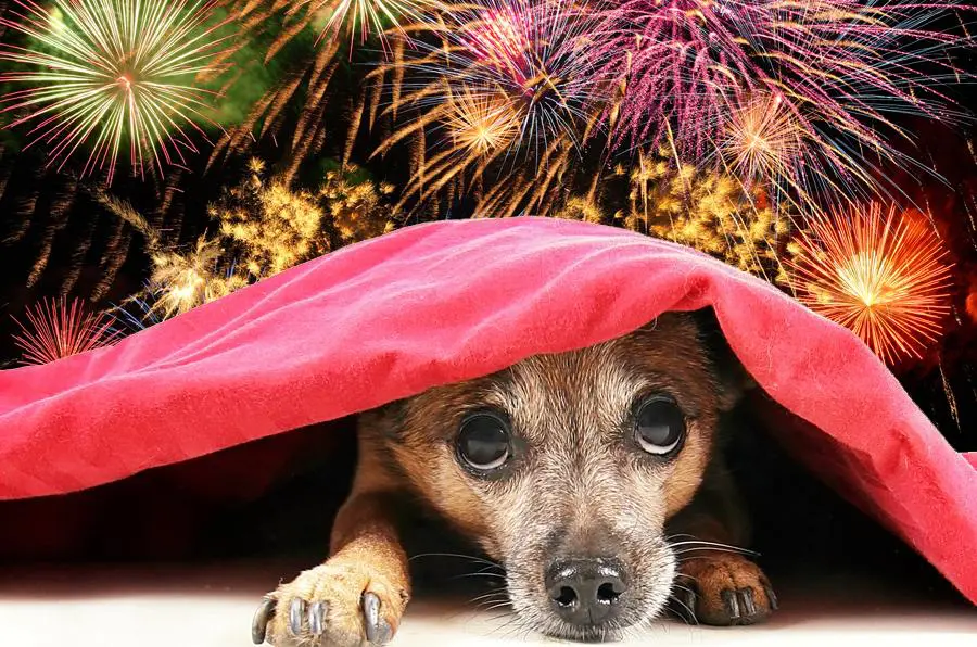 Cachorrinho se escondendo com medo durante queima de fogos