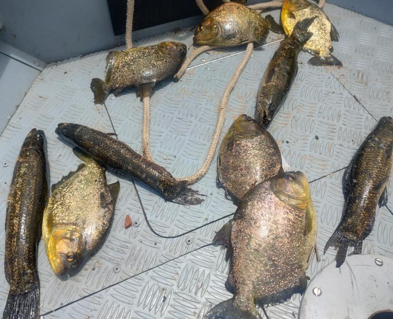 Captura e transporte de peixes nativos estão proibidos até fim de fevereiro, quando se encerra período da piracema 