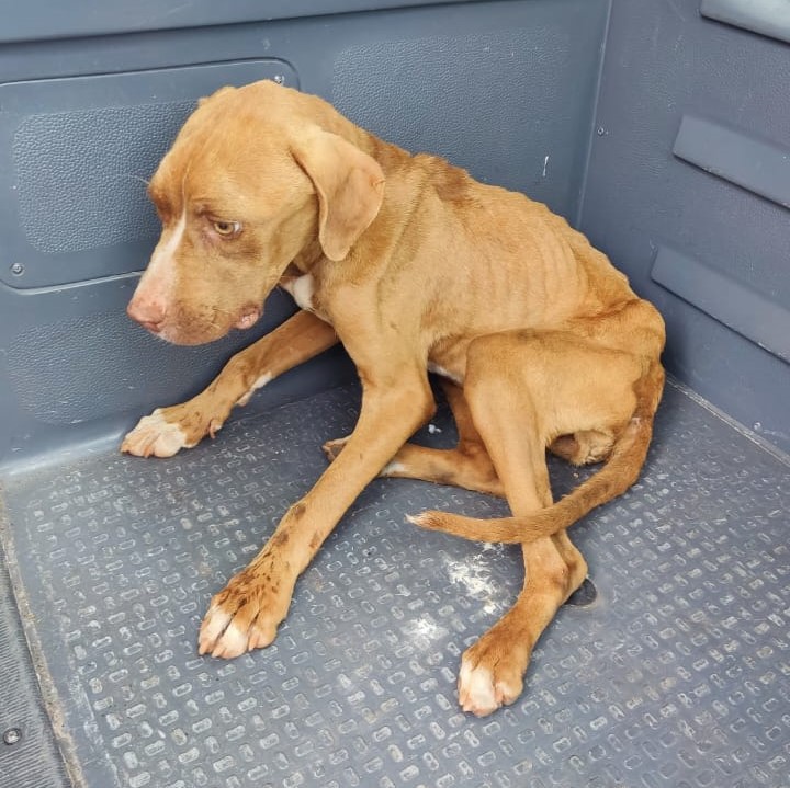 Após resgate, cadela foi encaminhada ao abrigo Recanto Bicho Feliz, em Martinópolis