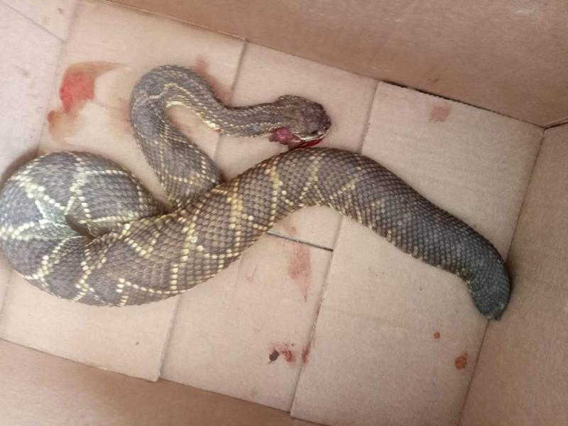 Mulher colhia batatas em propriedade área rural do município, quando foi picada por uma cobra cascavel