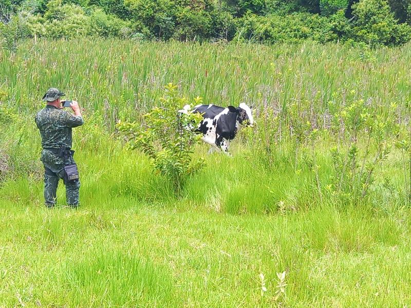 Policiais constataram dois bovinos pastando por área de preservação permanente, em Martinópolis