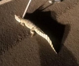 Réptil de hábito noturno é o menor crocodiliano do planeta