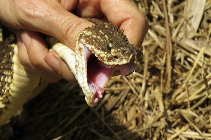  Cascavéis são serpentes com comportamentos muito defensivos, aponta biólogo