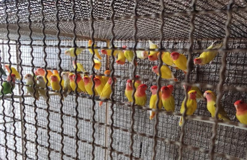 As aves foram apreendidas e depositadas ao infrator