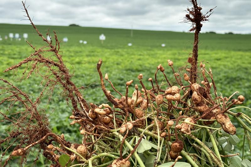 Estimativa é que Estado de São Paulo produza nesta safra um milhão de toneladas de amendoim casca