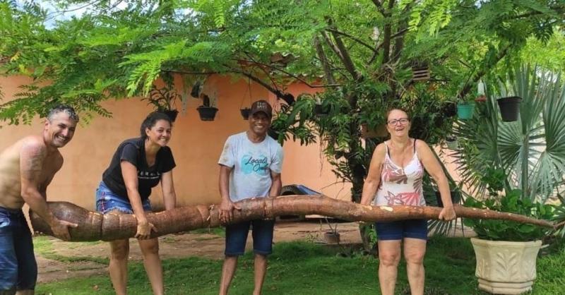Mandioca gigante de 4 m de comprimento foi colhida no final de semana na Chácara Santa Maria