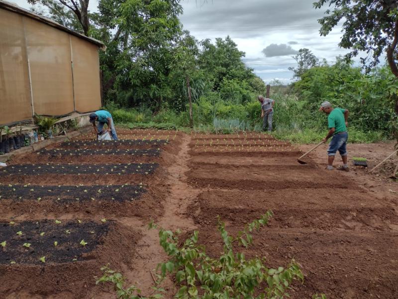 Horta Municipal fornece produtos para escolas e entidades