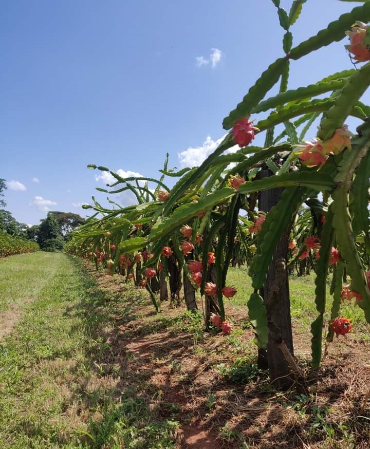 Pitaia é uma planta frutífera que não necessita de tantos cuidados