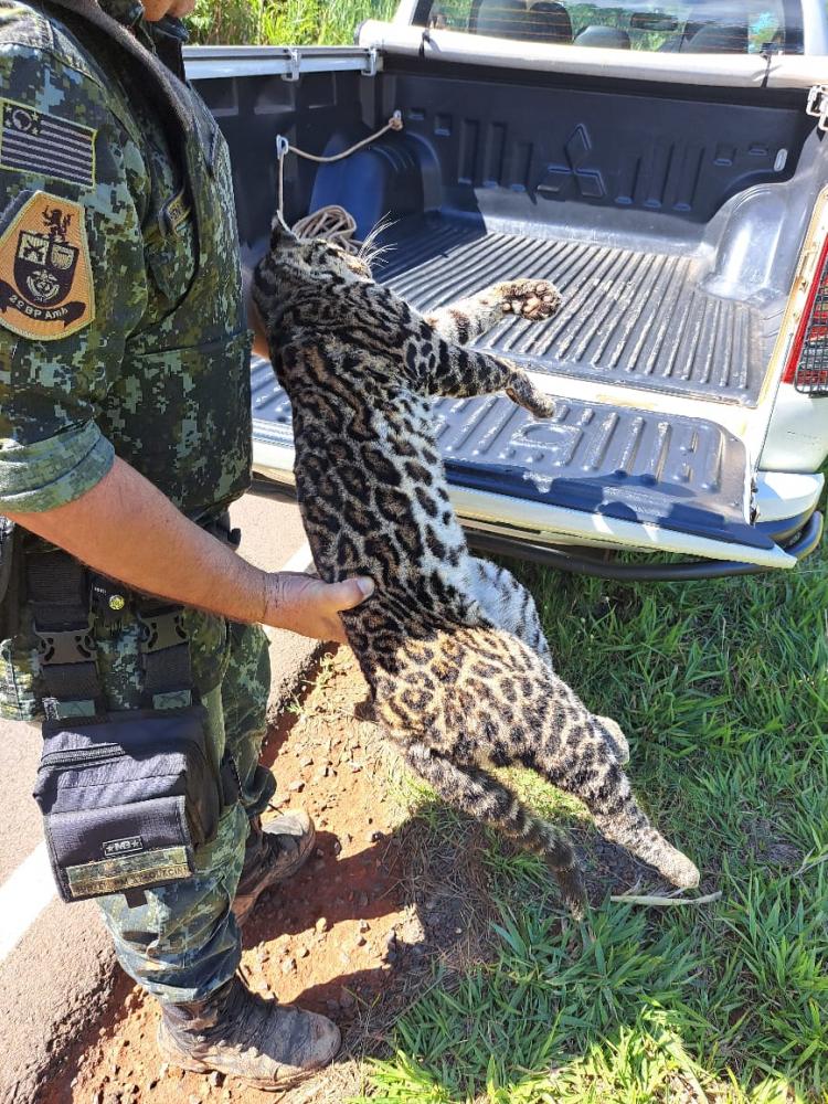 Quando policiais chegaram ao local, constataram que animal se tratava de uma jovem jaguatirica fêmea, que já estava sem vida