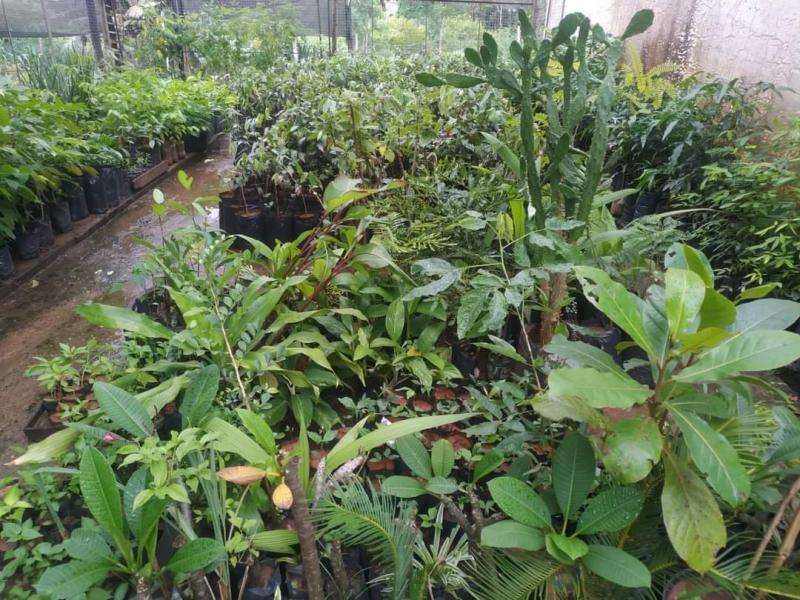 Viveiro oferece dezenas de espécie de mudas de plantas para doar à população e também para paisagismo urbano