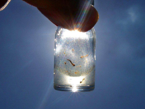 Iepê confirma primeira morte por dengue este ano na cidade; já são mais de 300 casos positivos