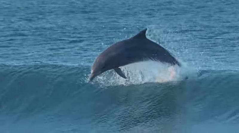 Golfinhos que ajudam os pescadores de Laguna, em Santa Catarina