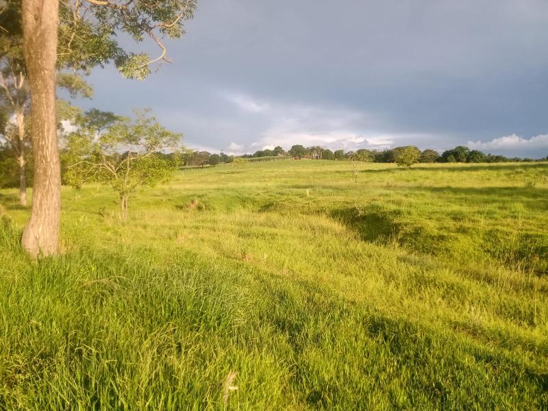 Área do Sitio Jatobá que receberá as 600 novas mudas de árvores nativas