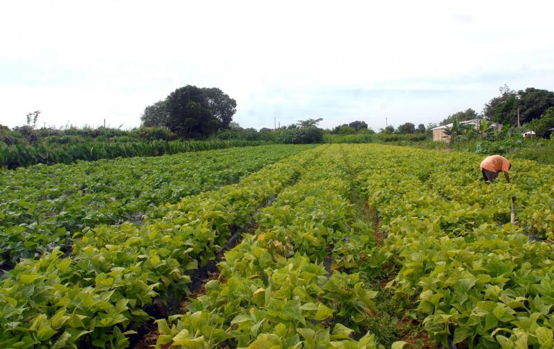 Devem entregar Dipam os produtores rurais que realizaram venda de produtos agropecuários em 2022