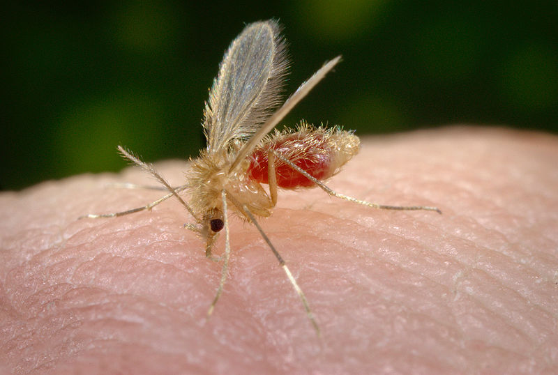 Zoonose é transmitida pelo mosquito-palha