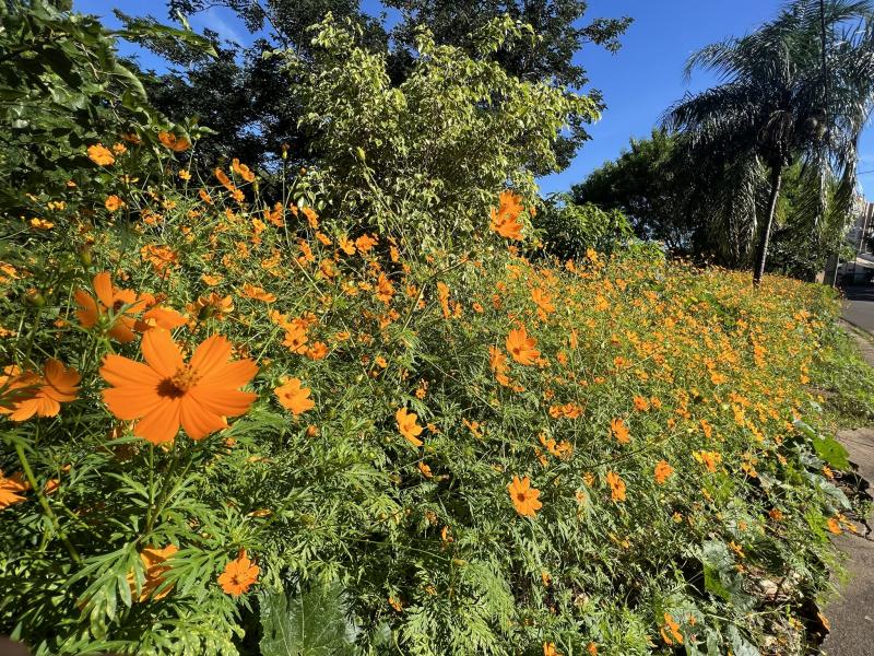 Canteiro de cosmos-amarelo fica em via pública atrás do HR