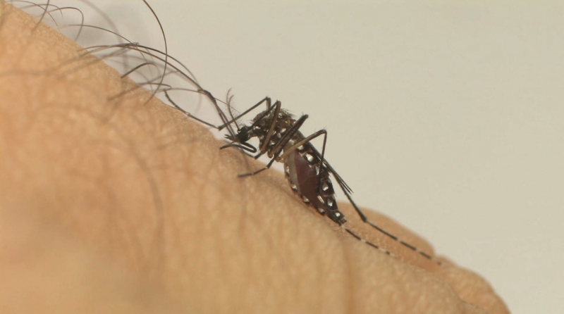 Prudente chega a nove mortes decorrentes da dengue em 2023