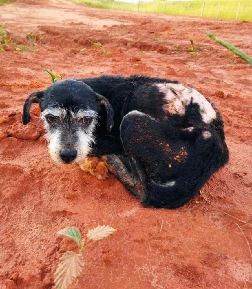 Equipe da Polícia Ambiental realizou incursão para tentar encontrar animal no local onde foi abandonado, porém, sem êxito