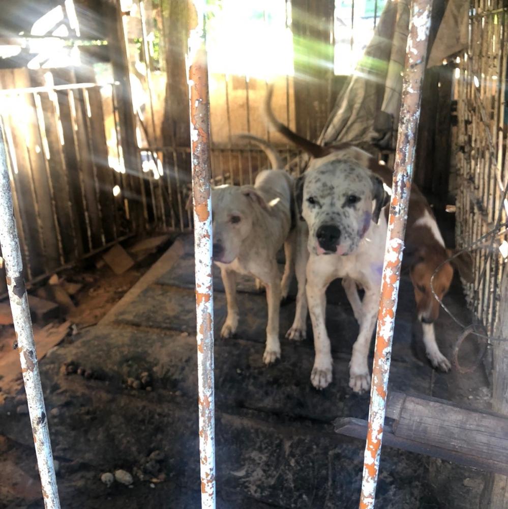 Cachorros foram apreendidos e depositados no canil municipal de Lucélia