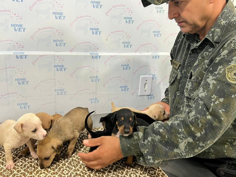 Cachorros foram resgatados e encaminhados à ONG Protetora de Animais de Rosana