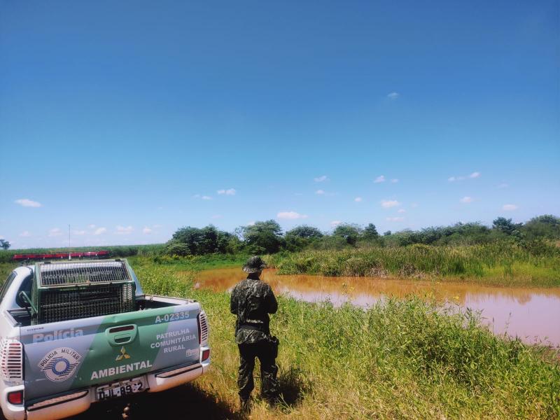 Caso de autuação de fazenda em Ouro Verde por dificultar a regeneração natural de vegetação nativa em APP foi registrado nesta quinta 