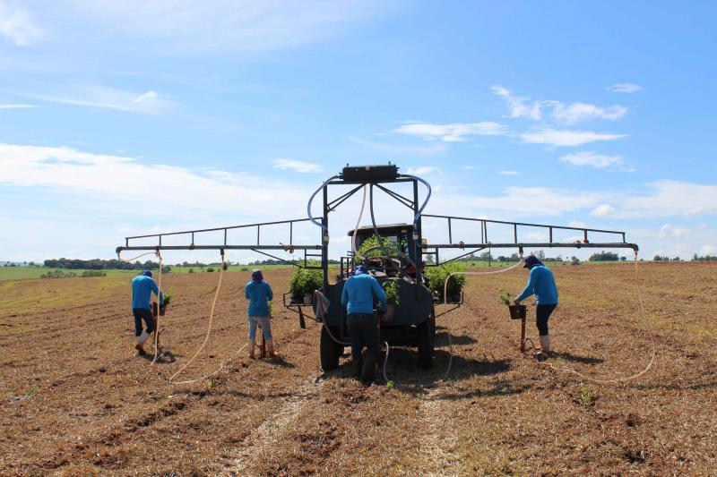 Equipe de campo durante restauração florestal no Pontal do Paranapanema