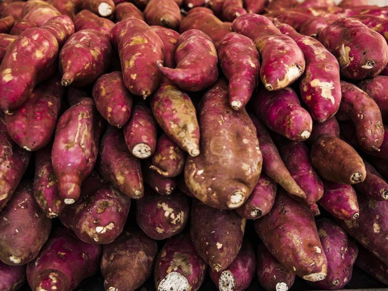 Encontro busca reunir produtores de batata-doce de 13 cidades da região