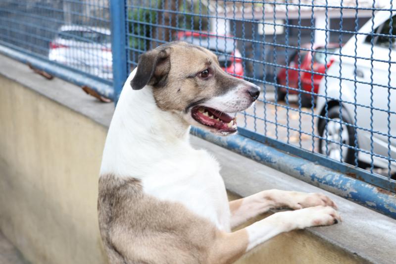 Atendimento a cães ocorre neste sábado no Jardim Novo Prudentino