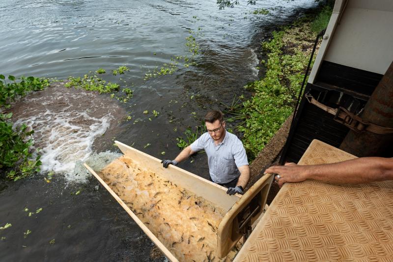 Soltura de peixes foi realizada nos dias 10, 12 e 17 de abril na região dos reservatórios de usinas