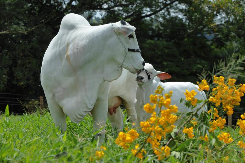 Vaca tem 50% leiloados por mais de R$ 2,5 milhões na Expozebu 