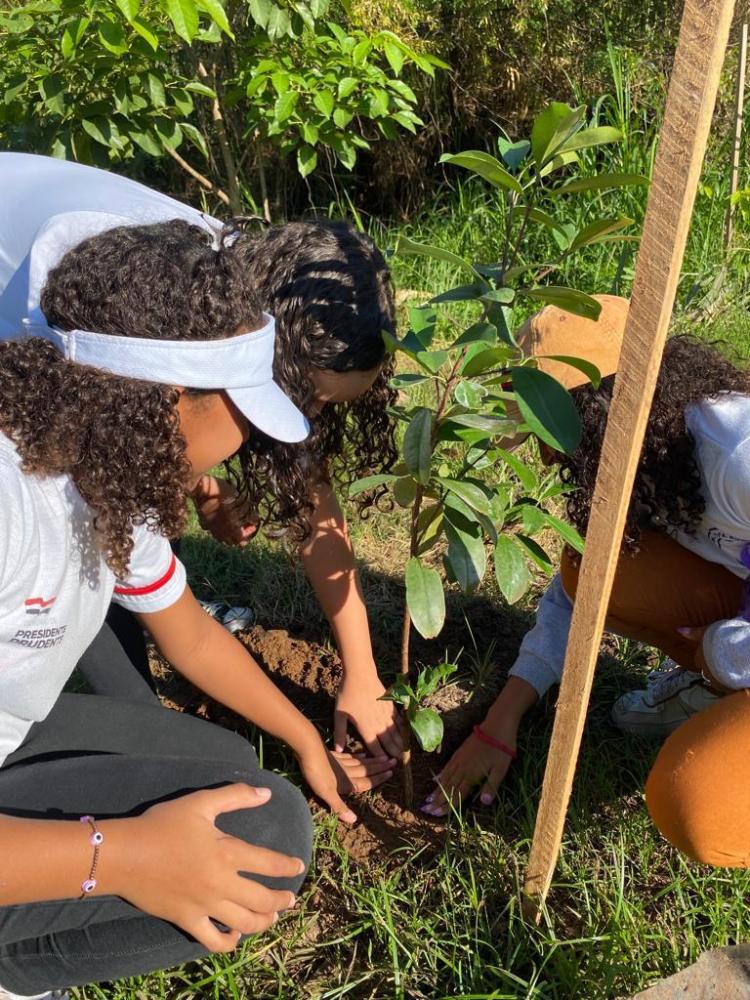 Quando se corta uma árvore, outra deve ser plantada no lugar