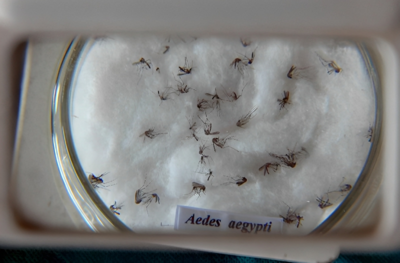 Prefeitura comunicou mais 4,9 mil casos da doença causada pelo Aedes aegypti