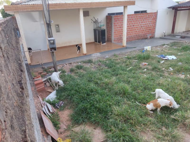 Cães foram apreendidos e encaminhados a um abrigo de animais de Pirapozinho