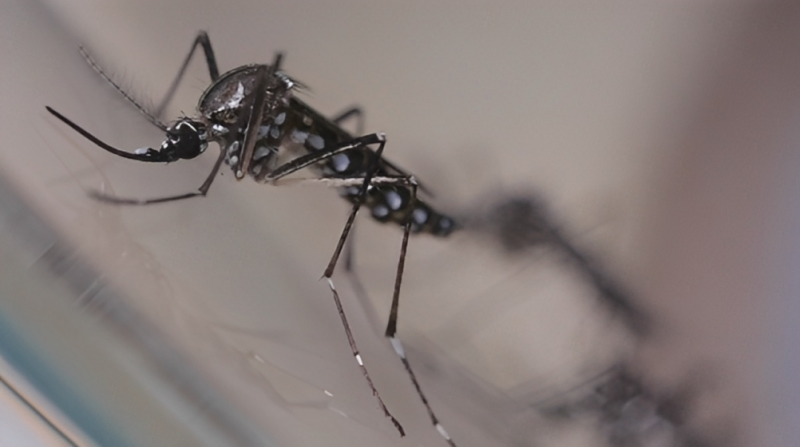 Trabalho de nebulização elimina apenas o mosquito em fase adulta