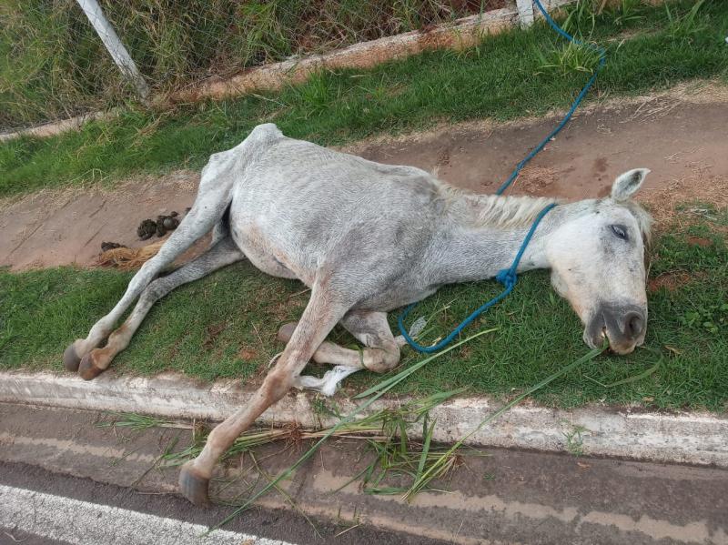 Após o consentimento da envolvida, foi realizada a eutanásia no animal pelo médico veterinário do CCZ