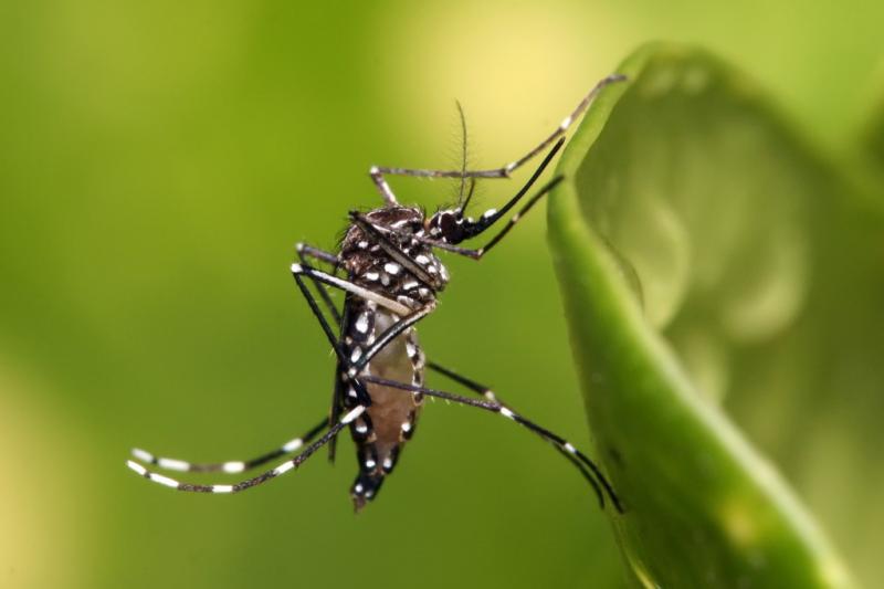 Cidade soma 23.865 casos de dengue neste ano