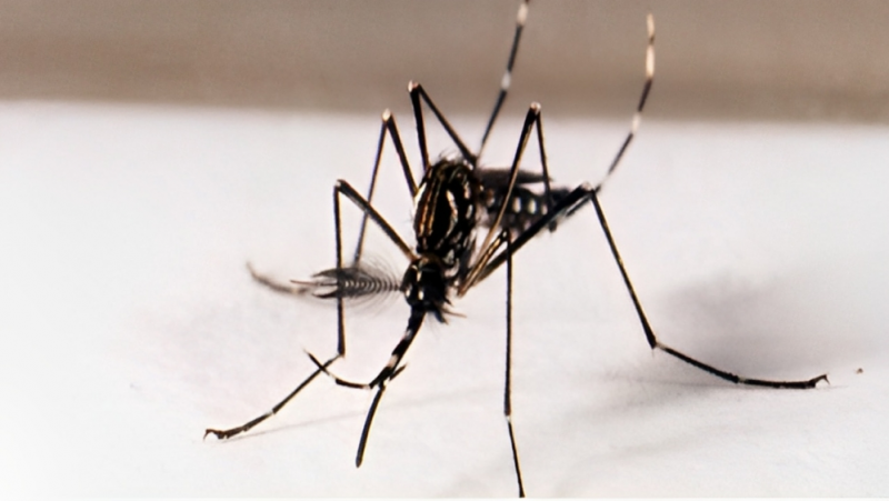 Nebulização para eliminar mosquito adulto segue até quarta em bairros da zona leste