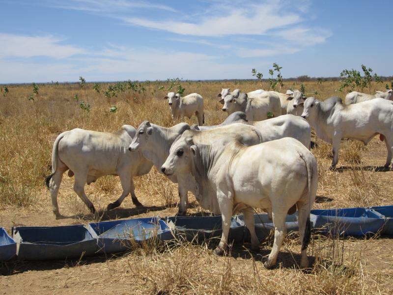 Suplementação de animais a pasto também é alternativa para produtores que não querem ou não podem investir em infraestrutura do confinamento convencional