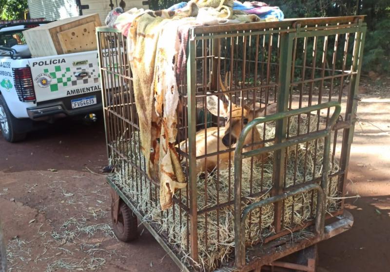 Animal foi encaminhado à Associação Protetora dos Animais Silvestres de Assis para cuidados de profissionais habilitados