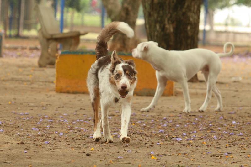 Atendimentos visam prevenção da leishmaniose e do abandono de animais