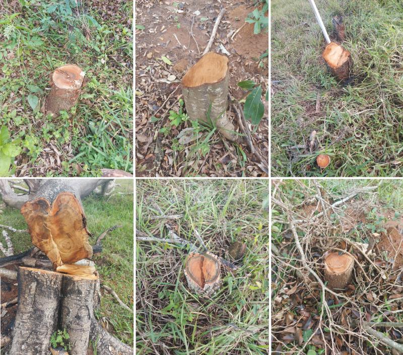 Durante patrulhamento de rotina, polícia flagrou corte de várias árvores nativas em sítio em Anhumas