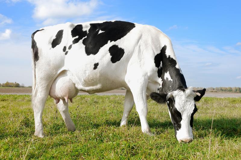  Inflamação é causada, principalmente, por bactérias que se aproveitam de determinadas situações para infectar os tetos dos bovinos