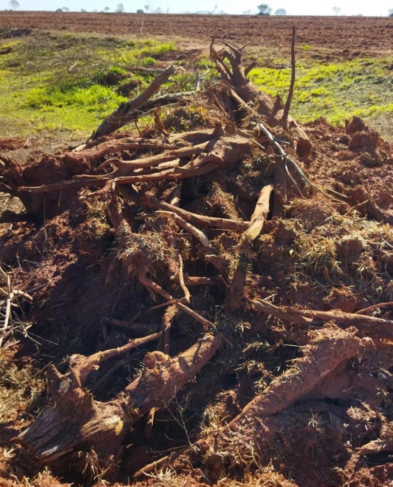 Ao todo, 75 árvores foram erradicadas sem autorização do órgão competente