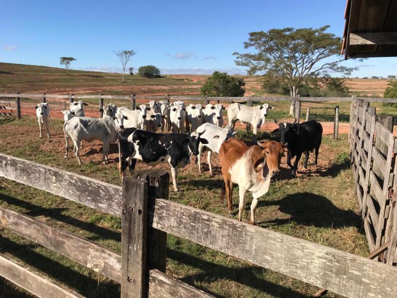 Pirapozinho integra programa “Mais Pecuária Brasil” com duração de 4 anos e custo zero para produtor