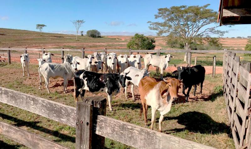 Segunda etapa do Programa Mais Pecuária Brasil foi realizada em julho na cidade de Pirapozinho