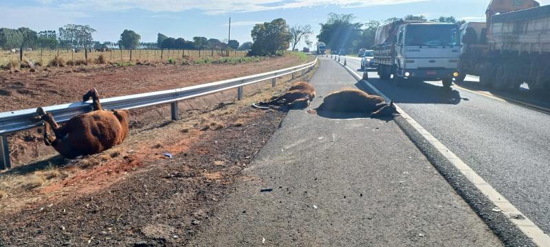 Autoridades identificaram e qualificaram o proprietário dos cavalos, e a cena do acidente foi periciada