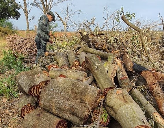 Autuação ocorreu em sítio localizando no Assentamento Gleba XV de Novembro