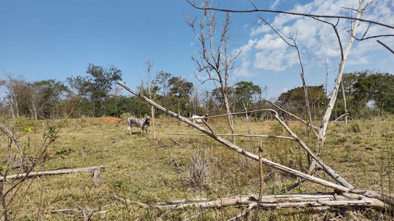 Policiais ambientais localizaram proprietário do gado, que informou ter conhecimento que não poderia utilizar local para pastoreio