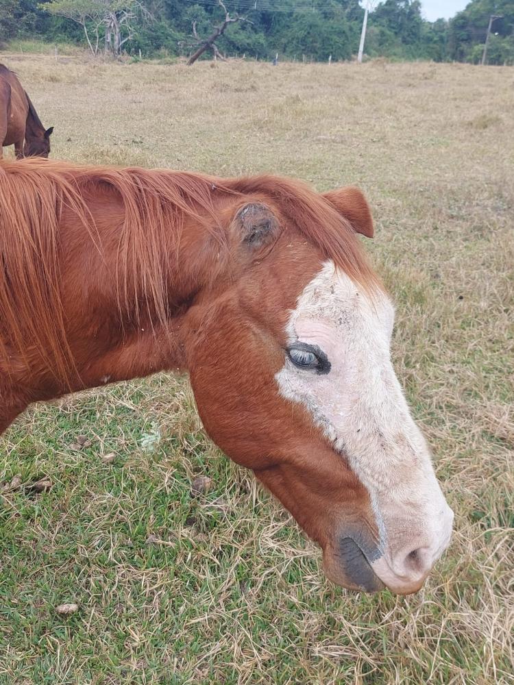 Polícia indica que animal foi abandonado à própria sorte e que tutora não buscou atendimento veterinário