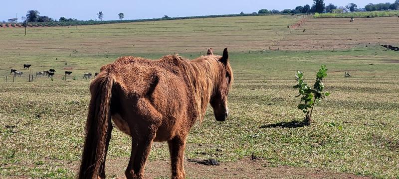 Cavalo em condições de saúde muito debilitadas estava confinado em espaço sem pastagem suficiente para sua subsistência adequada